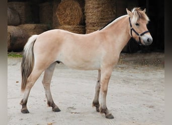 Fjord Horses, Gelding, 1 year, 14,2 hh, Red Dun