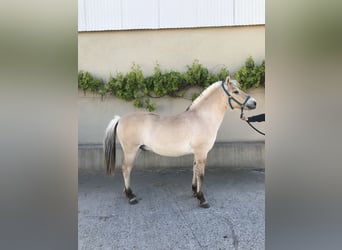 Fjord Horses, Gelding, 1 year, Dun
