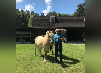 Fjord Horses, Gelding, 20 years, 14 hh, Red Dun