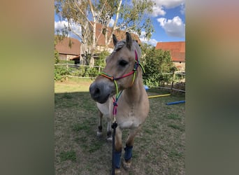 Fjord Horses, Gelding, 20 years, 14,1 hh, Dun