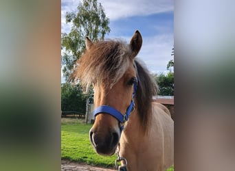 Fjord Horses Mix, Gelding, 2 years, 12,1 hh, Dun
