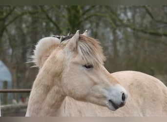 Fjord Horses, Gelding, 2 years, 14,1 hh, Dun