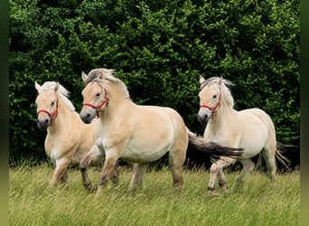 Fjord Horses, Gelding, 2 years, 14.1 hh, Dun