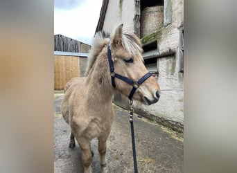 Fjord Horses, Gelding, 2 years, Dun