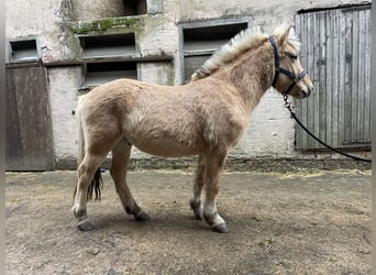 Fjord Horses, Gelding, 2 years, Dun