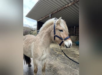 Fjord Horses, Gelding, 2 years, Dun