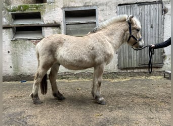 Fjord Horses, Gelding, 2 years, Dun