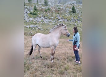 Fjord Horses, Gelding, 2 years