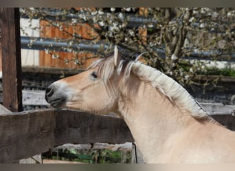 Fjord Horses, Gelding, 3 years, 13.3 hh, Dun