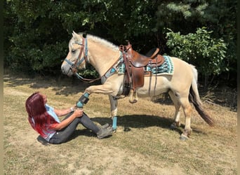 Fjord Horses, Gelding, 3 years, 13.3 hh, Dun