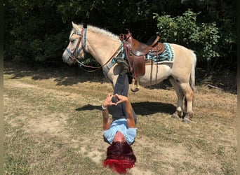 Fjord Horses, Gelding, 3 years, 13.3 hh, Dun