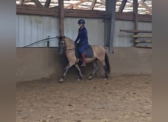 Fjord Horses Mix, Gelding, 3 years, 13 hh, Dun