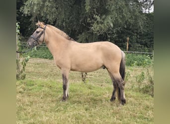 Fjord Horses Mix, Gelding, 3 years, 13 hh, Dun