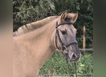 Fjord Horses Mix, Gelding, 3 years, 13 hh, Dun
