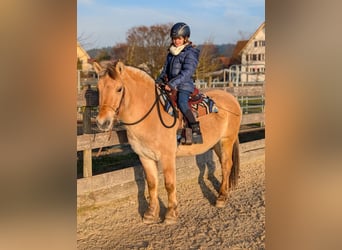 Fjord Horses, Gelding, 3 years, 13,3 hh, Dun