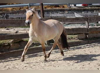 Fjord Horses, Gelding, 3 years, 13,3 hh, Dun