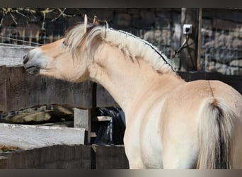 Fjord Horses, Gelding, 3 years, 13,3 hh, Dun