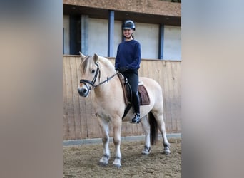 Fjord Horses, Gelding, 3 years, 14.1 hh, Dun