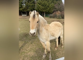 Fjord Horses, Gelding, 3 years, 14.1 hh, Dun