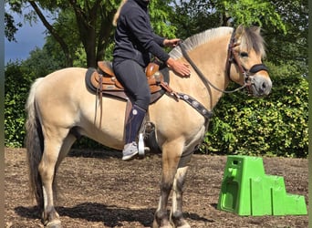 Fjord Horses, Gelding, 3 years, 14.1 hh, Dun