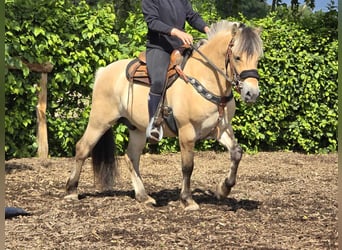 Fjord Horses, Gelding, 3 years, 14.1 hh, Dun