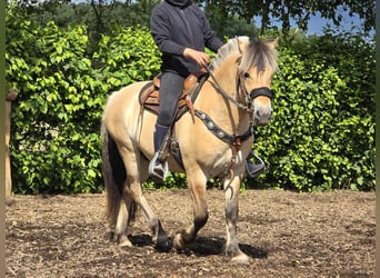 Fjord Horses, Gelding, 3 years, 14.1 hh, Dun