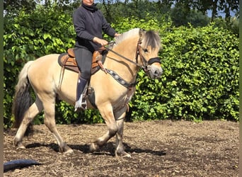 Fjord Horses, Gelding, 3 years, 14.1 hh, Dun