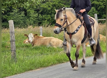 Fjord Horses, Gelding, 3 years, 14.1 hh, Dun