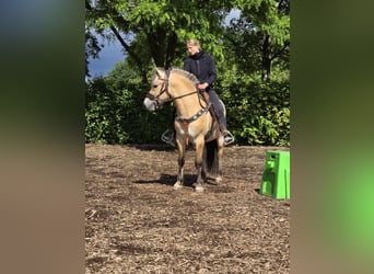 Fjord Horses, Gelding, 3 years, 14.1 hh, Dun