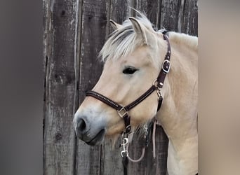 Fjord Horses, Gelding, 3 years, 14.2 hh, Dun