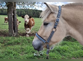 Fjord Horses, Gelding, 3 years, 14.2 hh, Dun