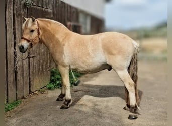 Fjord Horses, Gelding, 3 years, 14.2 hh, Dun