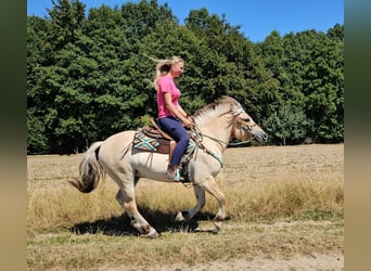 Fjord Horses, Gelding, 3 years, 14.2 hh, Dun
