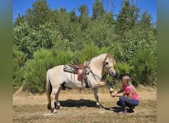 Fjord Horses, Gelding, 3 years, 14.2 hh, Dun