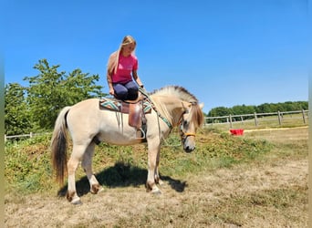 Fjord Horses, Gelding, 3 years, 14.2 hh, Dun