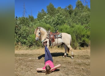 Fjord Horses, Gelding, 3 years, 14.2 hh, Dun