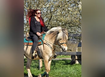 Fjord Horses, Gelding, 3 years, 14.2 hh, Dun