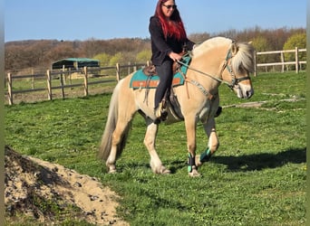 Fjord Horses, Gelding, 3 years, 14.2 hh, Dun