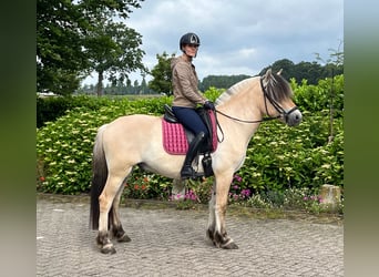 Fjord Horses, Gelding, 3 years, 14.2 hh