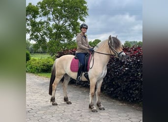 Fjord Horses, Gelding, 3 years, 14.2 hh
