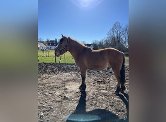 Fjord Horses Mix, Gelding, 3 years, 14.2 hh