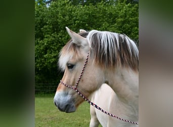 Fjord Horses, Gelding, 3 years, 14.2 hh, Red Dun