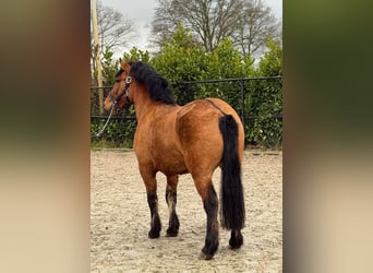 Fjord Horses, Gelding, 3 years, 14,1 hh, Brown-Light