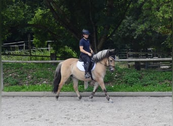 Fjord Horses, Gelding, 3 years, 14,1 hh, Dun