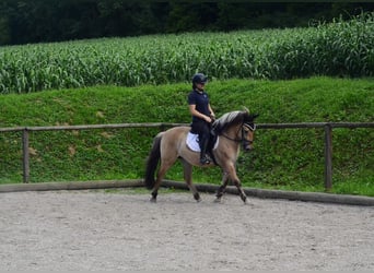 Fjord Horses, Gelding, 3 years, 14,1 hh, Dun