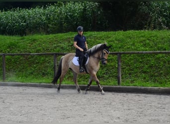 Fjord Horses, Gelding, 3 years, 14,1 hh, Dun