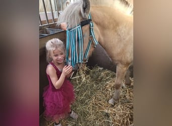 Fjord Horses, Gelding, 3 years, 14,1 hh, Red Dun