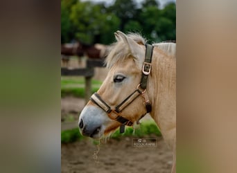 Fjord Horses, Gelding, 3 years, 14,1 hh, Red Dun