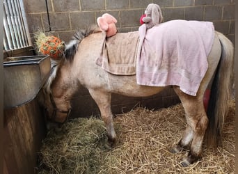 Fjord Horses, Gelding, 3 years, 14,1 hh, Red Dun