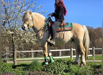 Fjord Horses, Gelding, 3 years, 14,2 hh, Dun